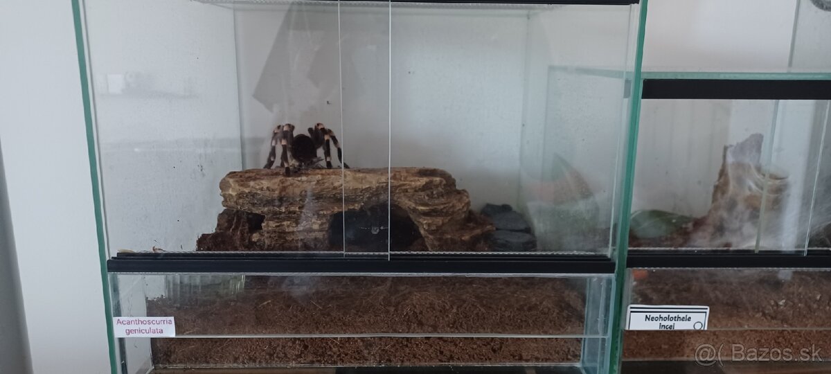 Acanthoscurria geniculata +terarium