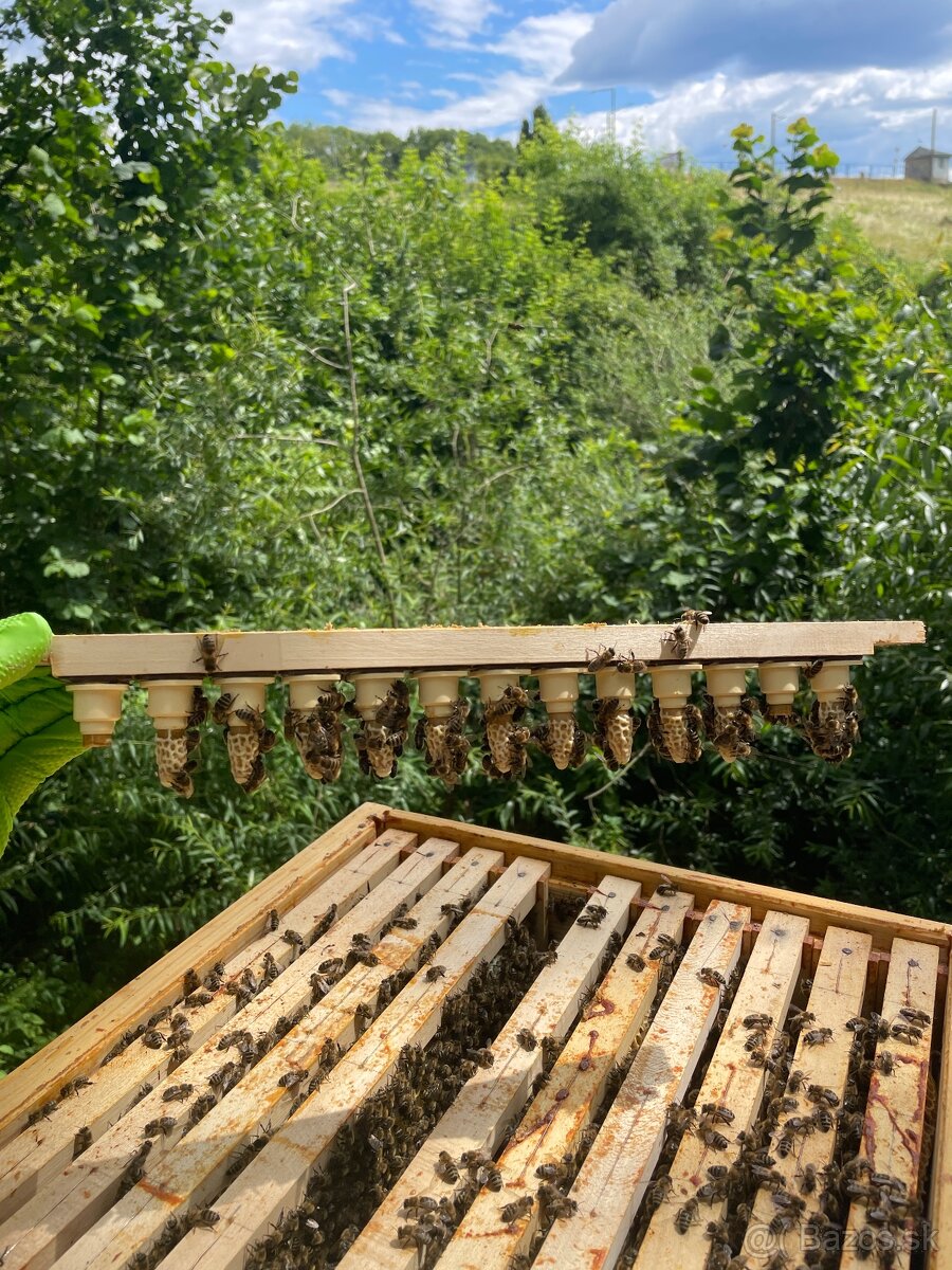 Ponúkam na predaj, oplodnené včelie matky