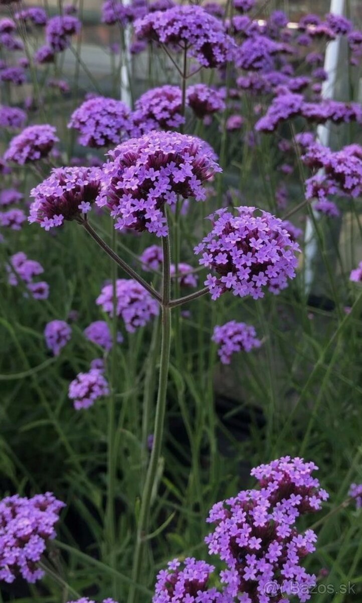 Verbena,Železník Argentínsky
