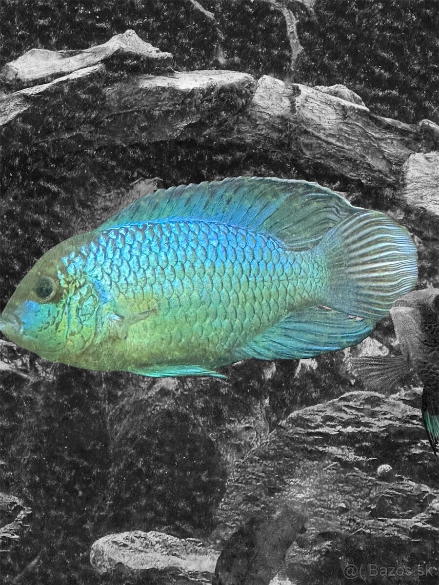 Akara electric blue