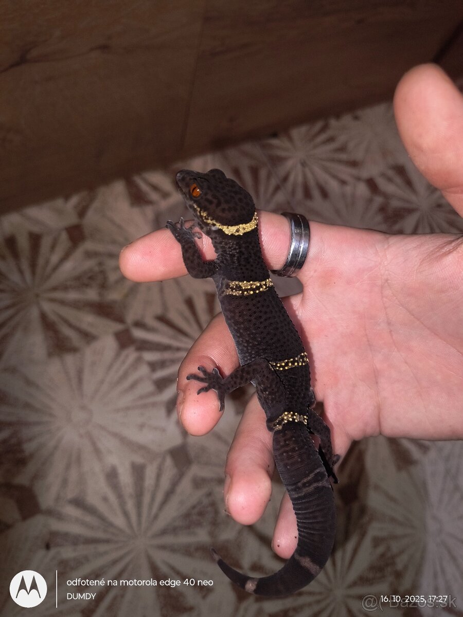 Pagekón riasnaty / Gekončik čínsky (Goniurosaurus hainanensi