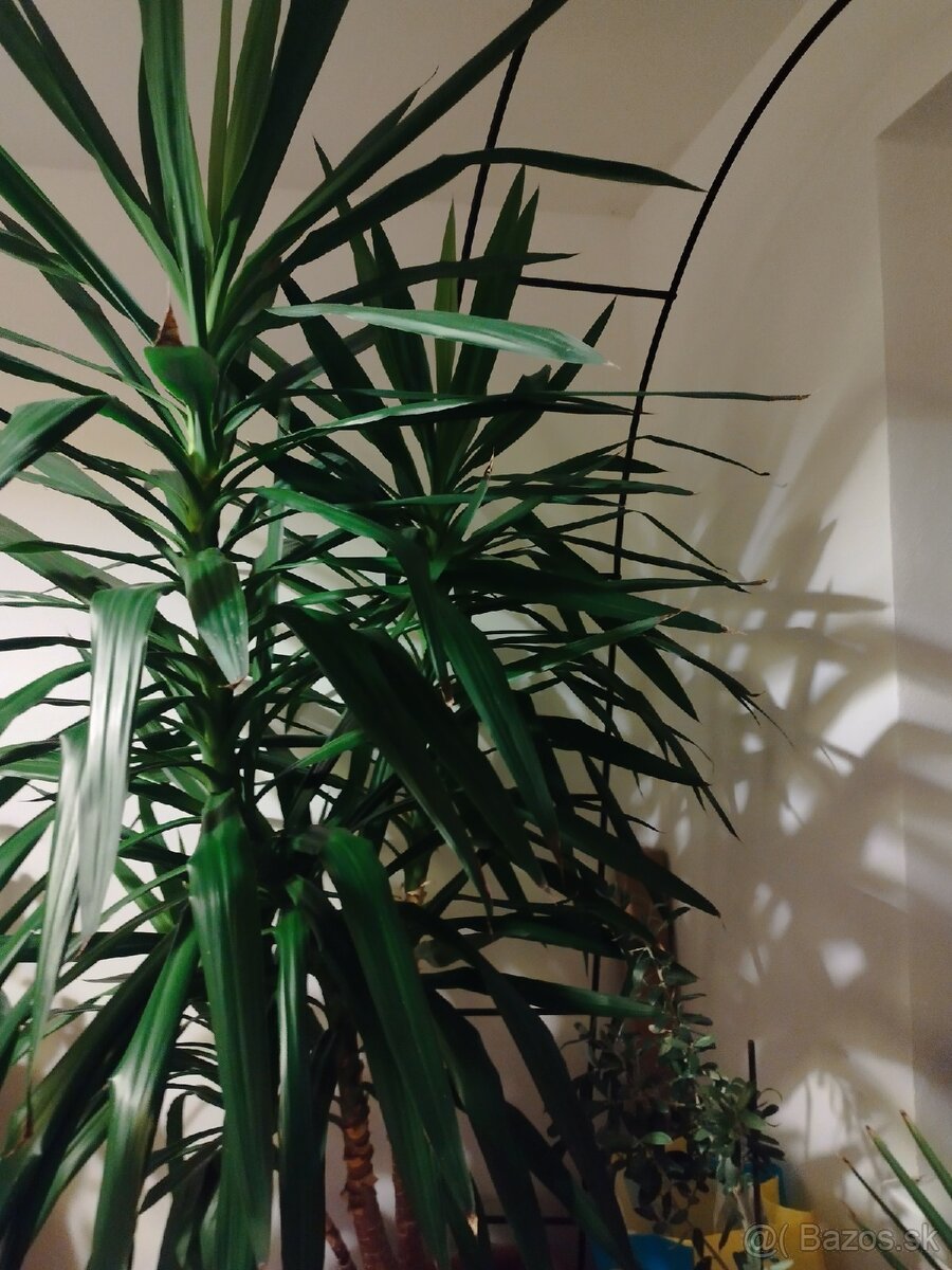 Juka YUCCA vyška 2M