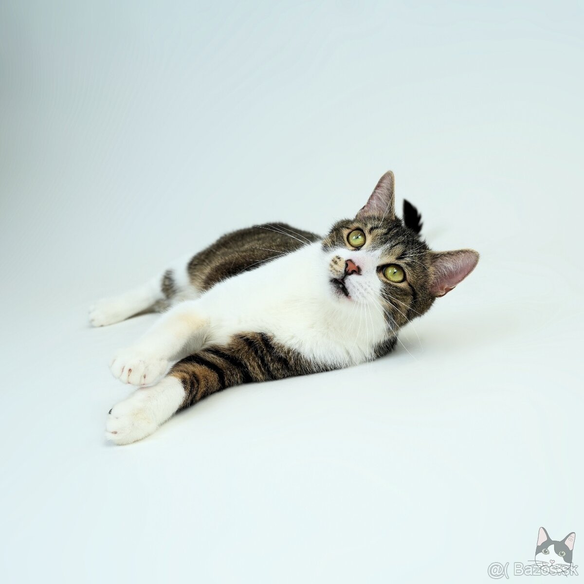 Kocúrik ERVIN hľadá domov