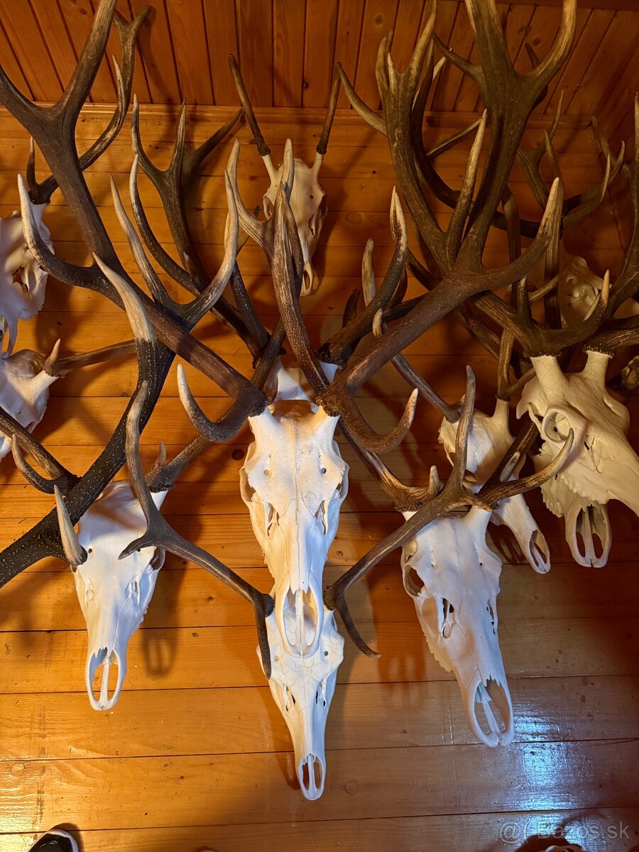 Poľovnícke trofeje