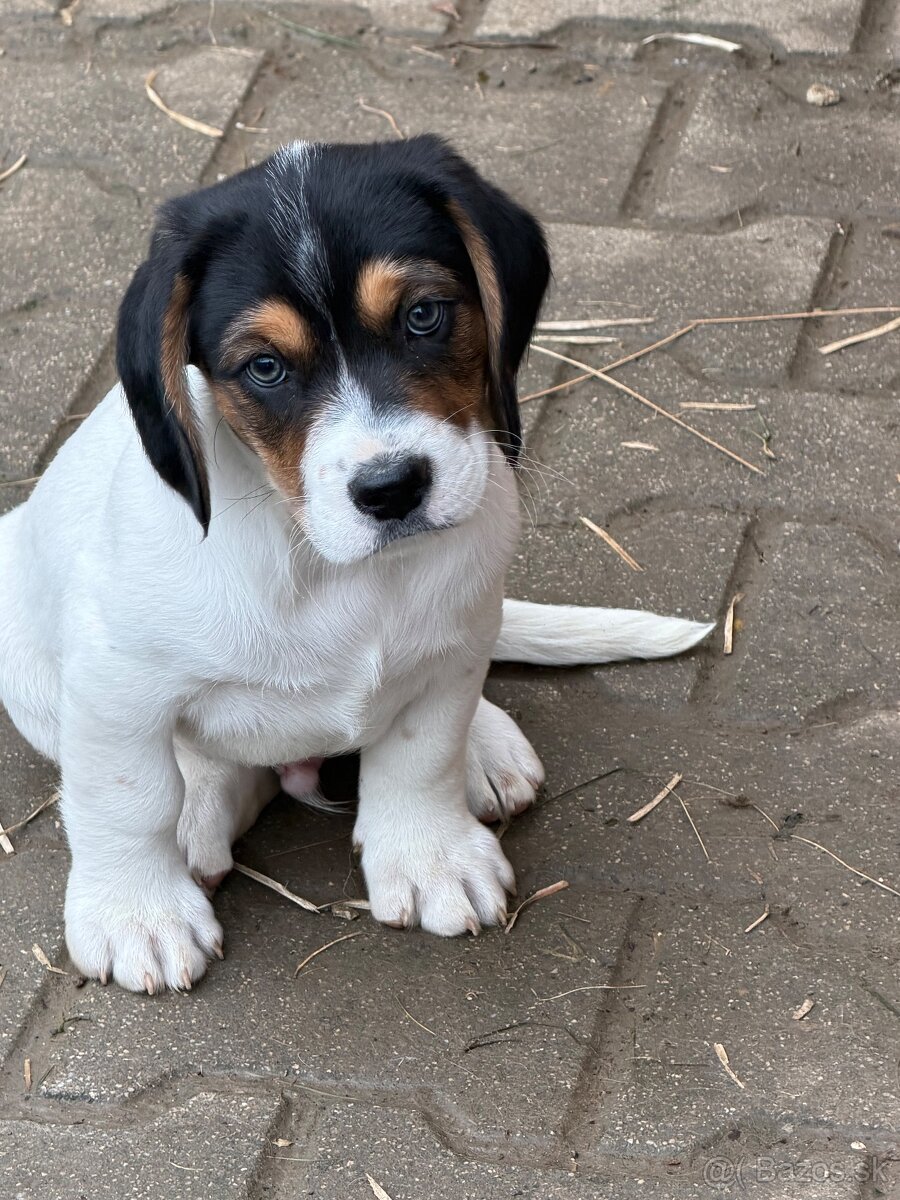 Darujem šteniatko psa.