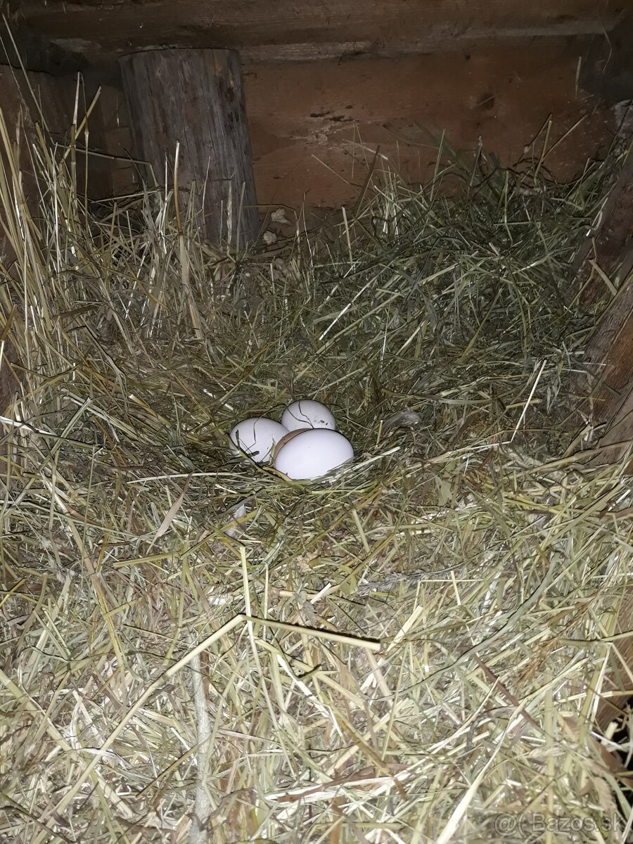 Vajicka vajcia