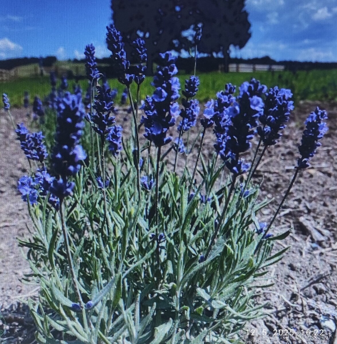 levandula angustifolia