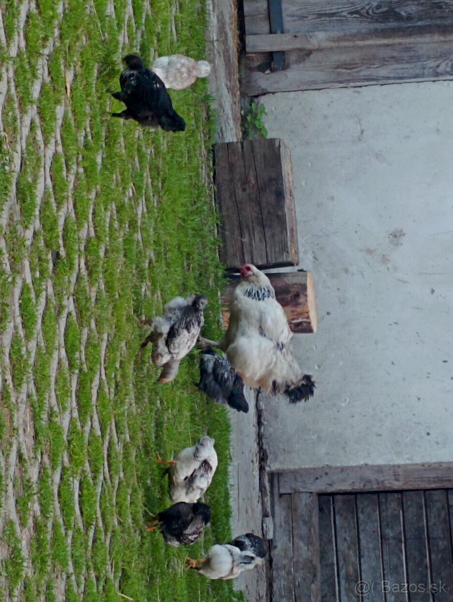 Kvočka