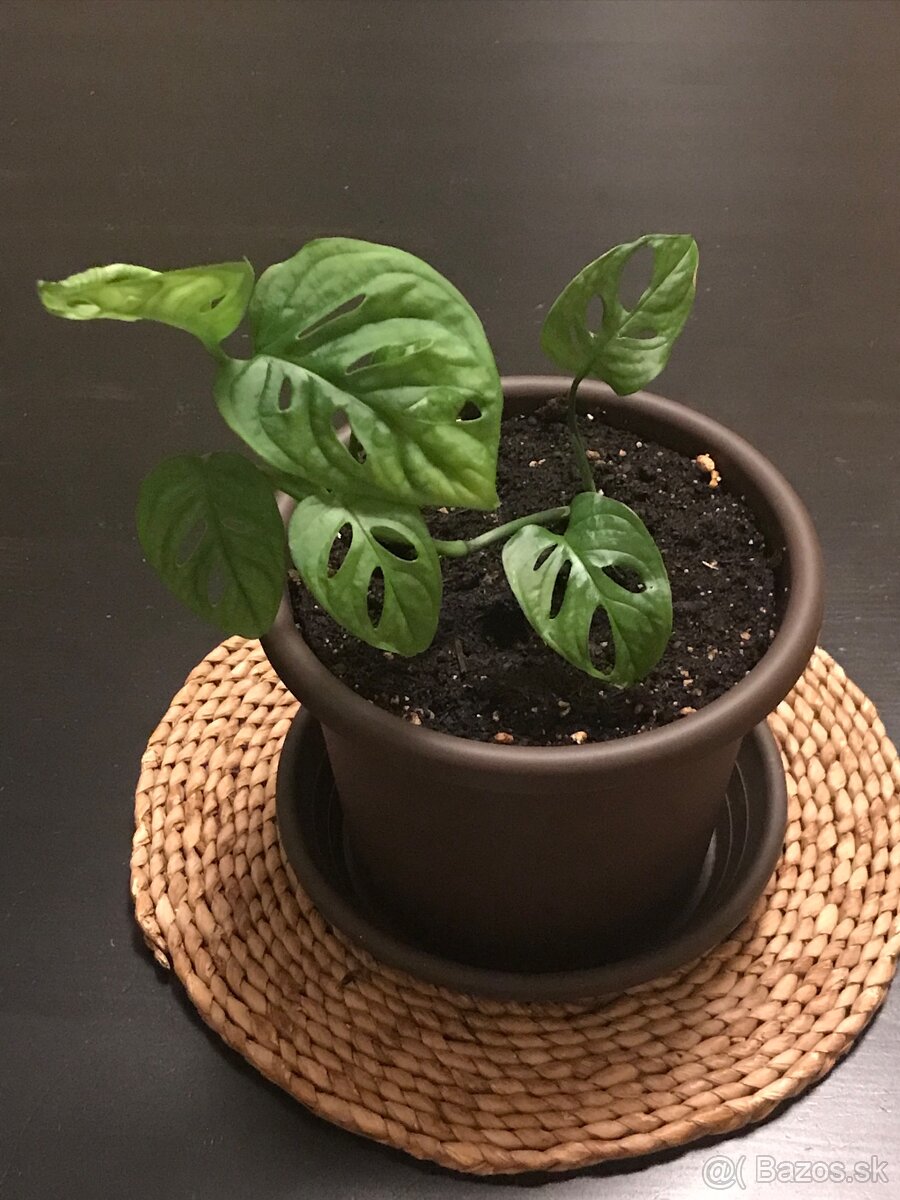 monstera adansonii