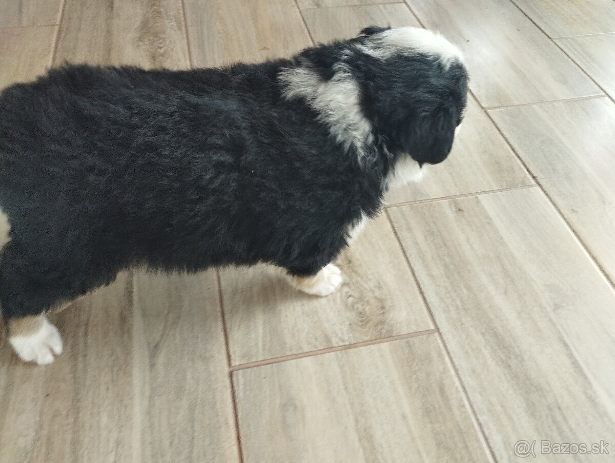 Šteniatko kríženca britského zákazníckeho pda