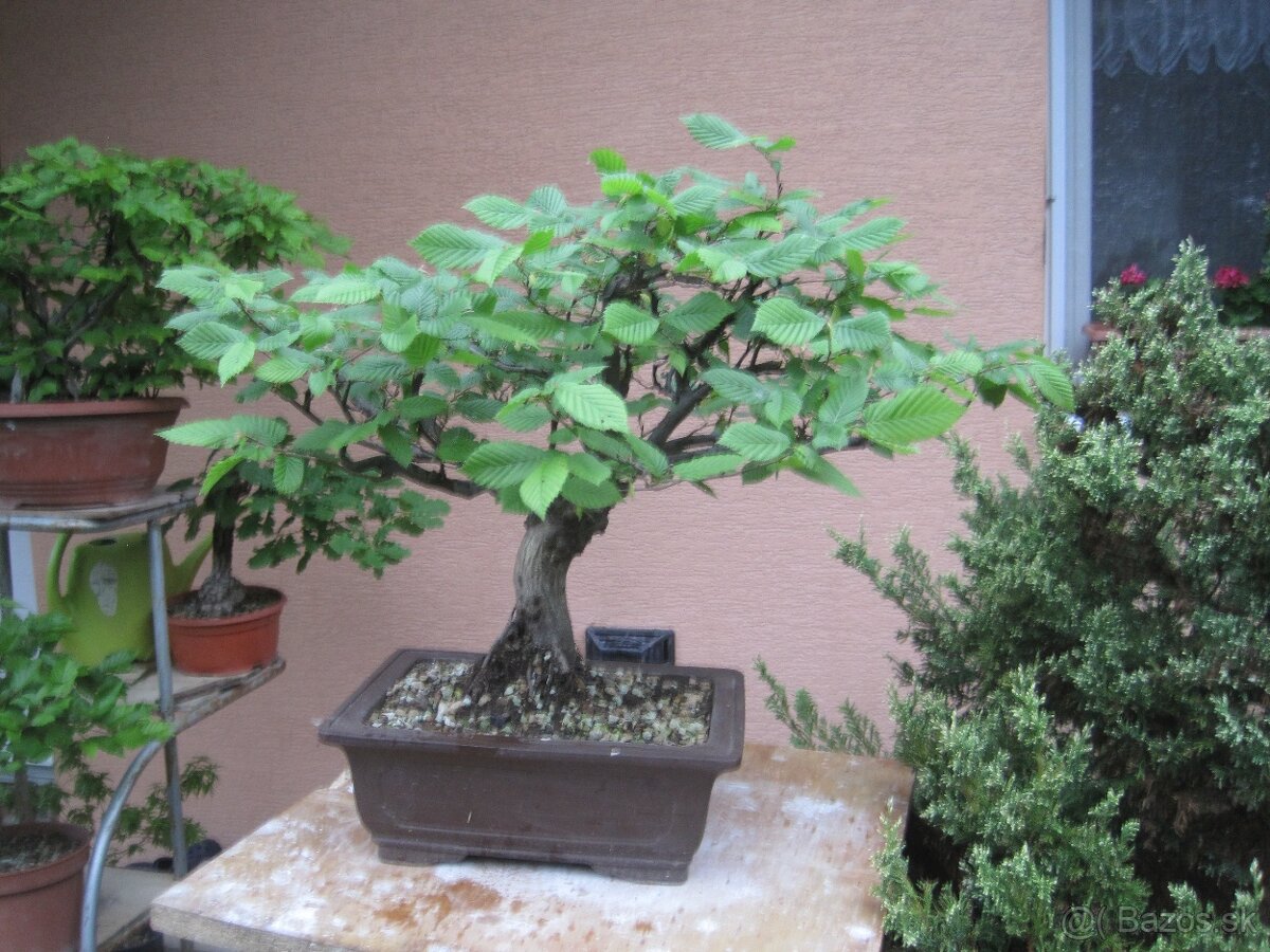 bonsai,bonsaj-hrab 11