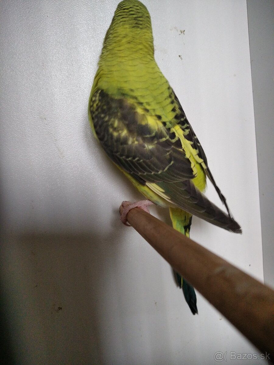 Bleckwing andulky