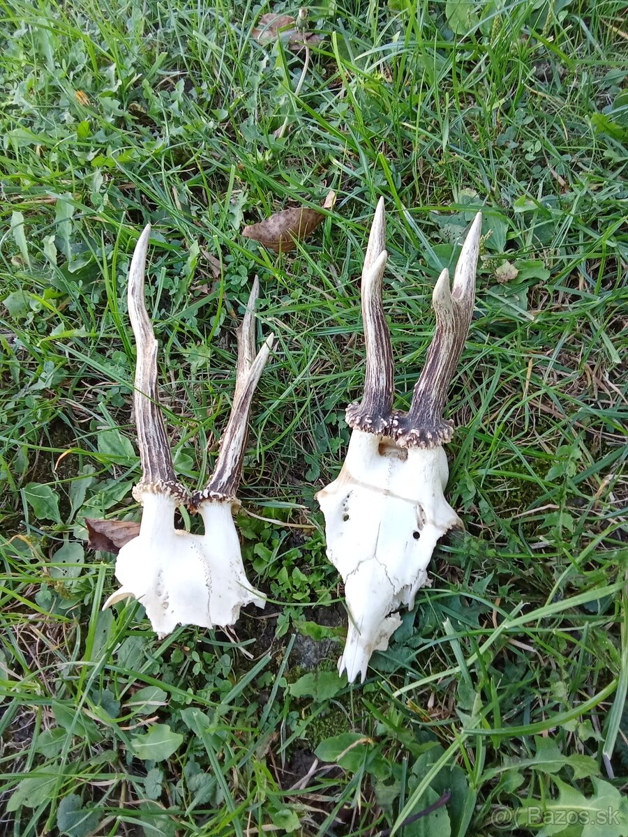 Srnčie trofeje.2