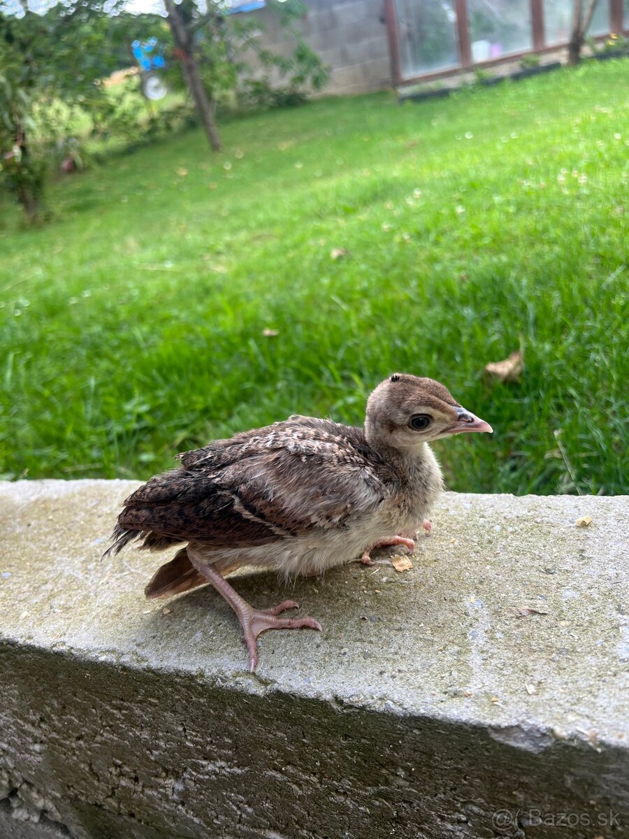 Kupirovane pávy