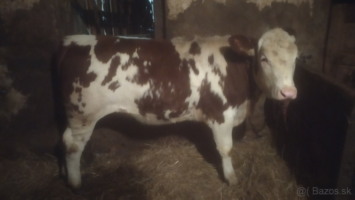 Predám jalovicu a býka