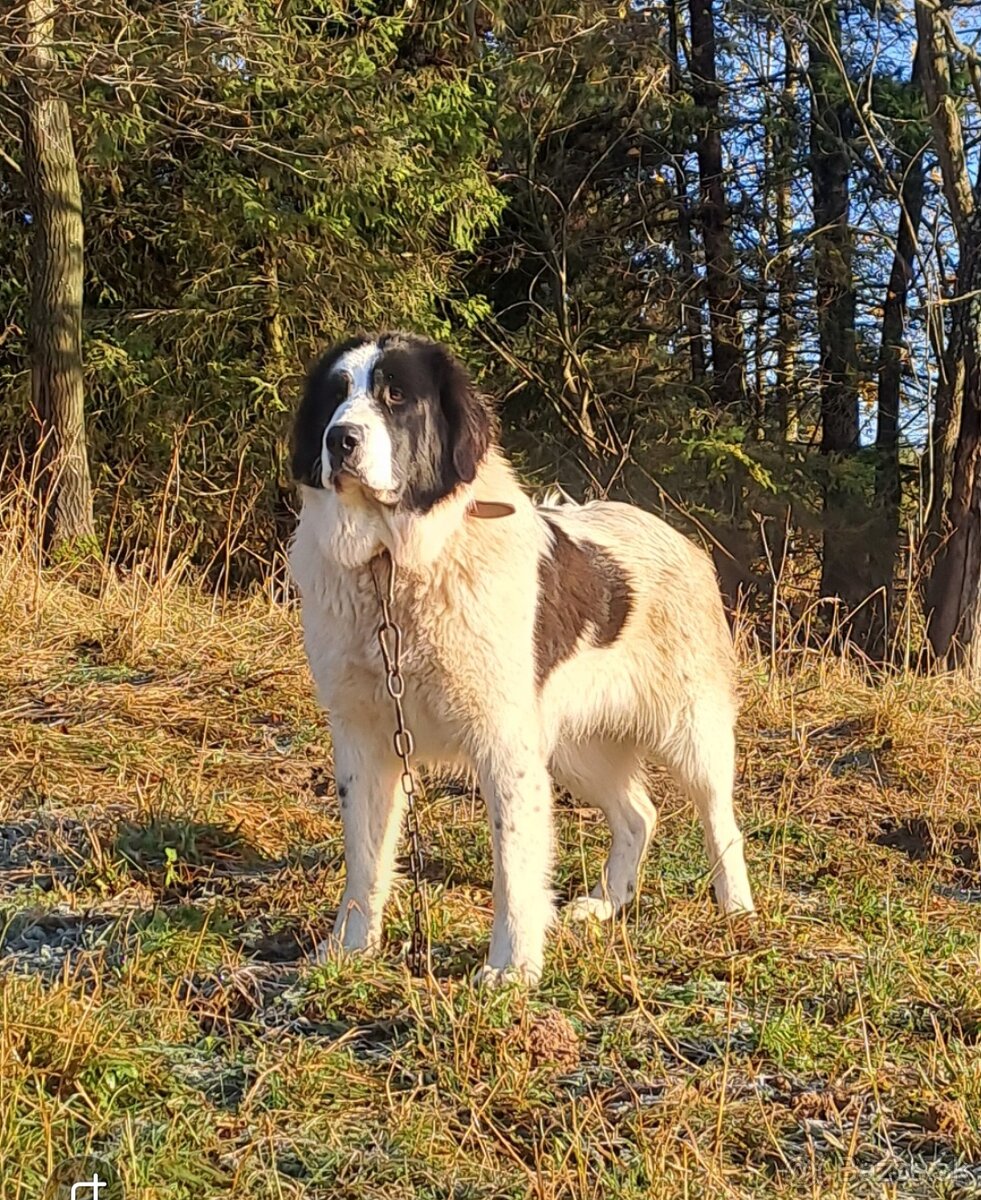Rumunsky ovciak, Bukovina
