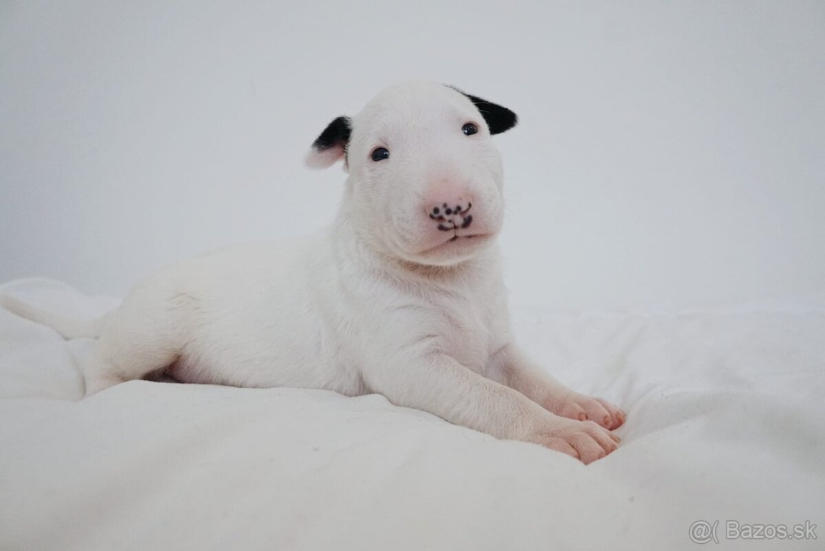 Bull terrier / Bullterier / Bulteriér šteniatka s PP
