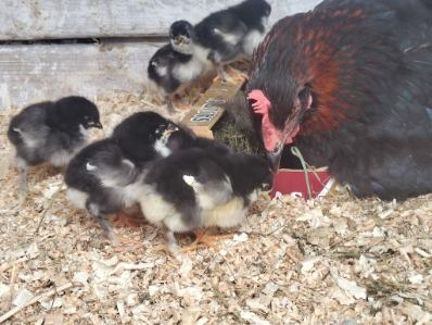 kuriatka marans + kvočka