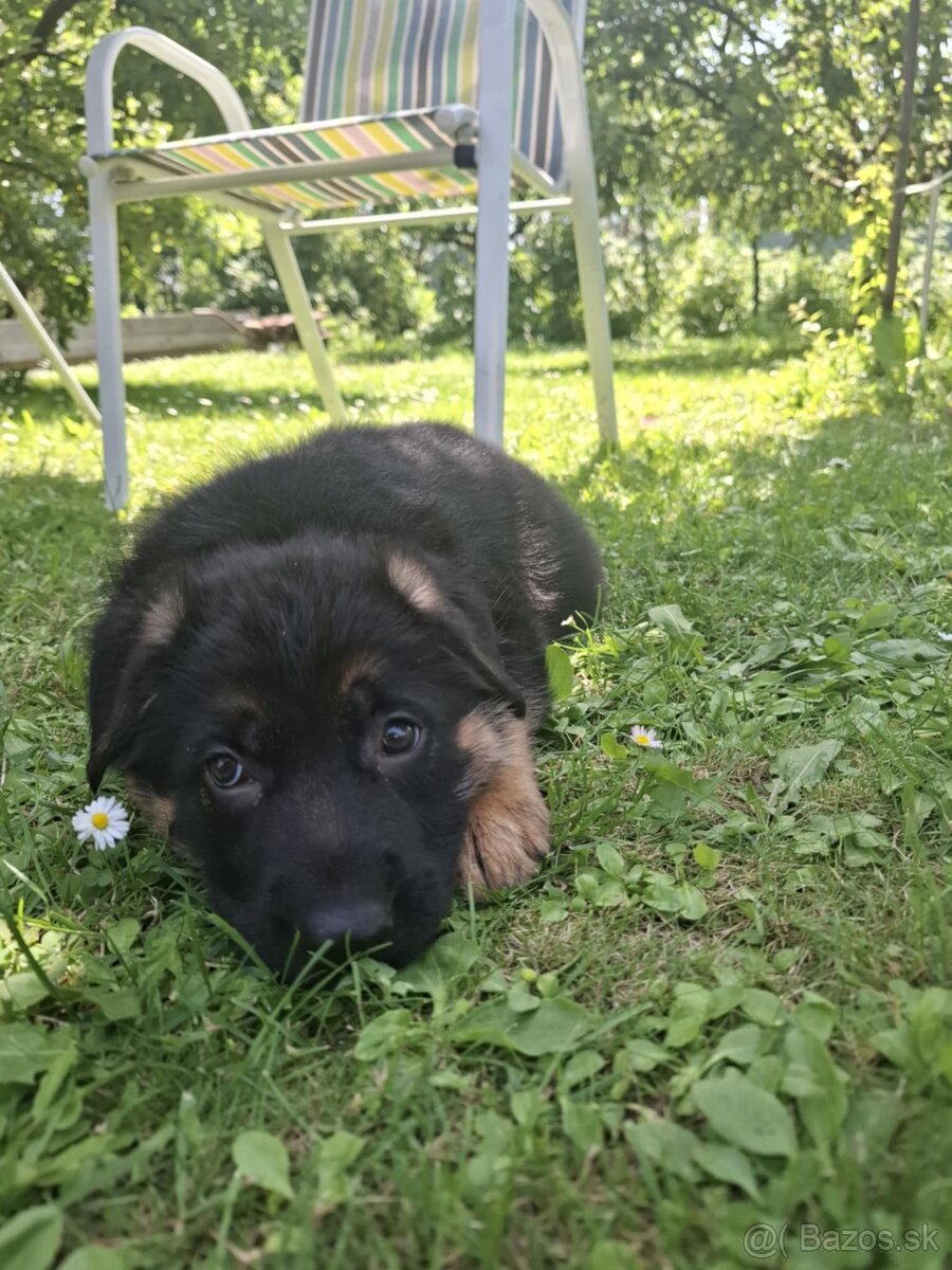 Nemecky ovčiak