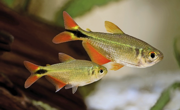 Tetra kopijovita