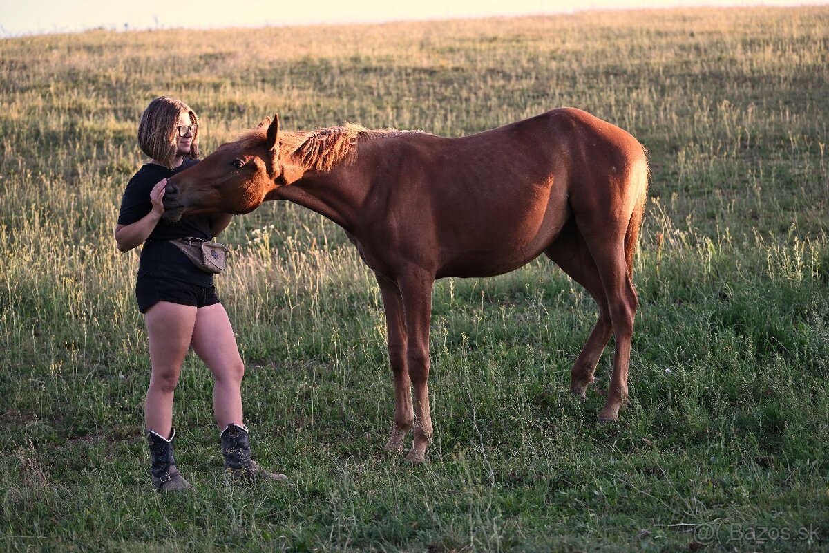 Appaloosa s pp