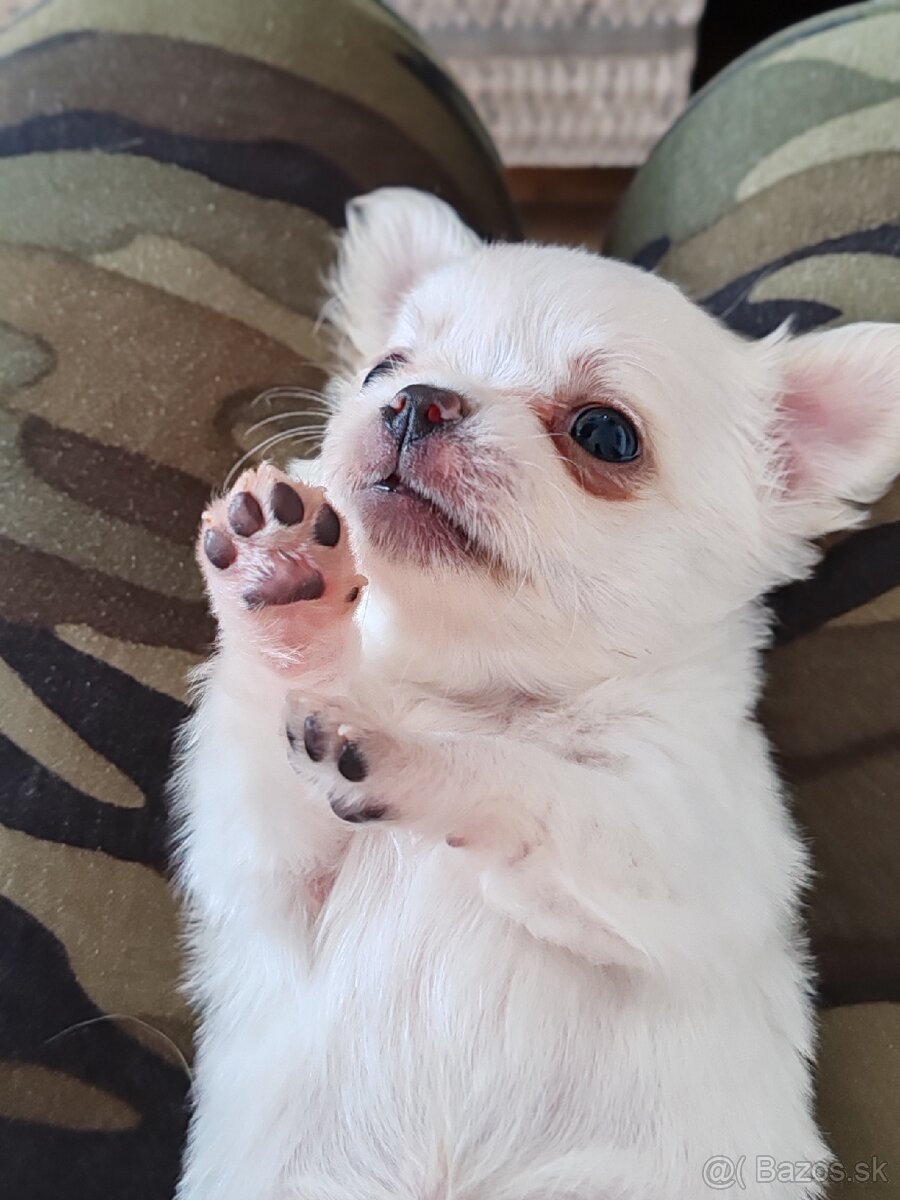 Čivava dlhosrstá, chihuahua, Solubist Dog KENNEL 💙💙 2 boy