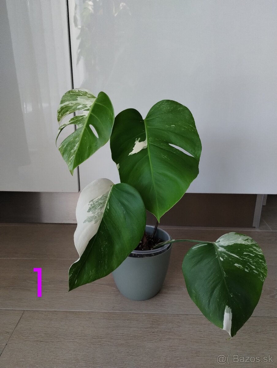 Monstera albo variegata