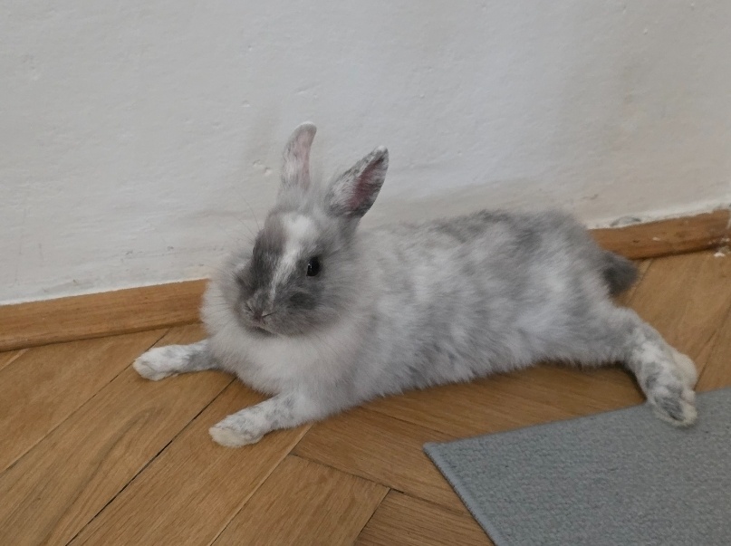 Zakrsly zajko