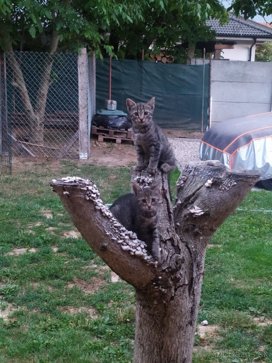 Maciatka