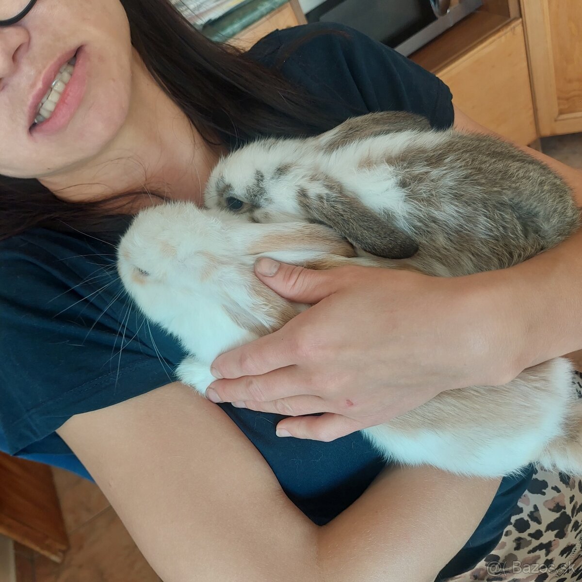 Minilop zakrsly barancek kralik