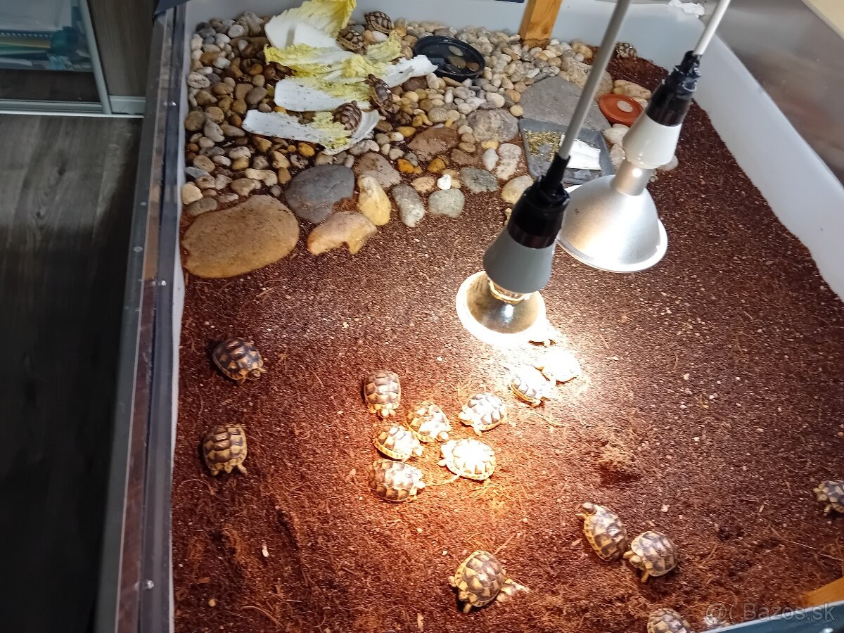 Predám korytnačky.