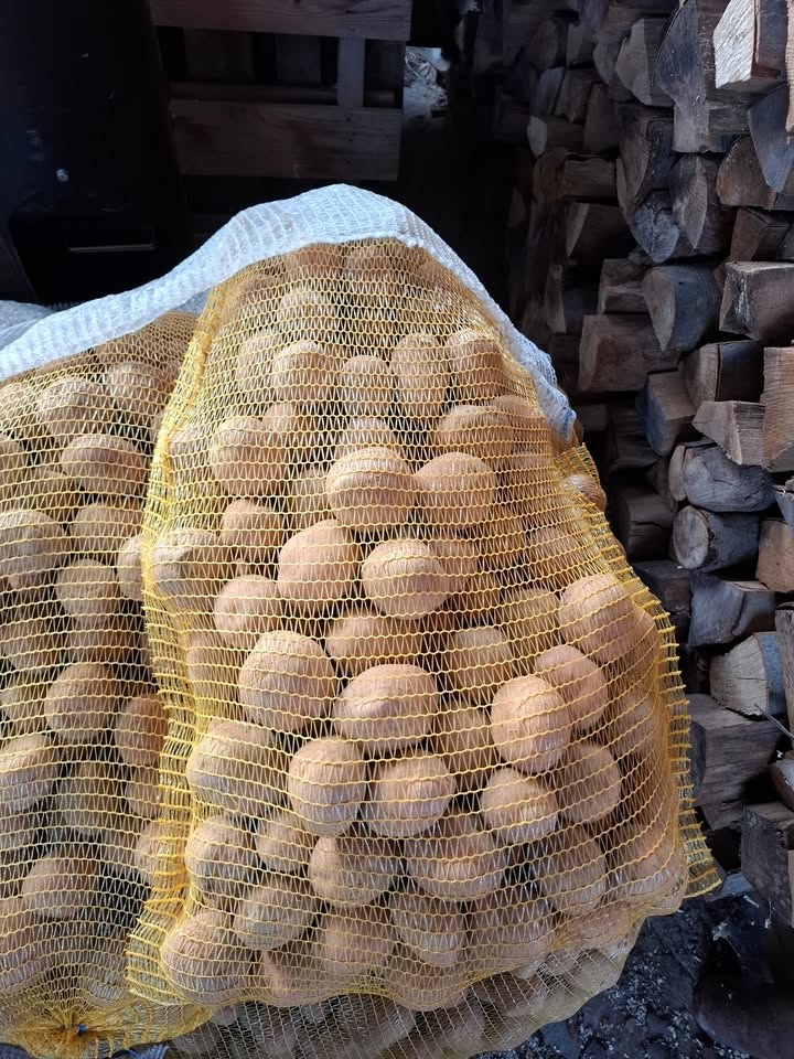 Predám domáce sadbové zemiaky z vlastnej úrody