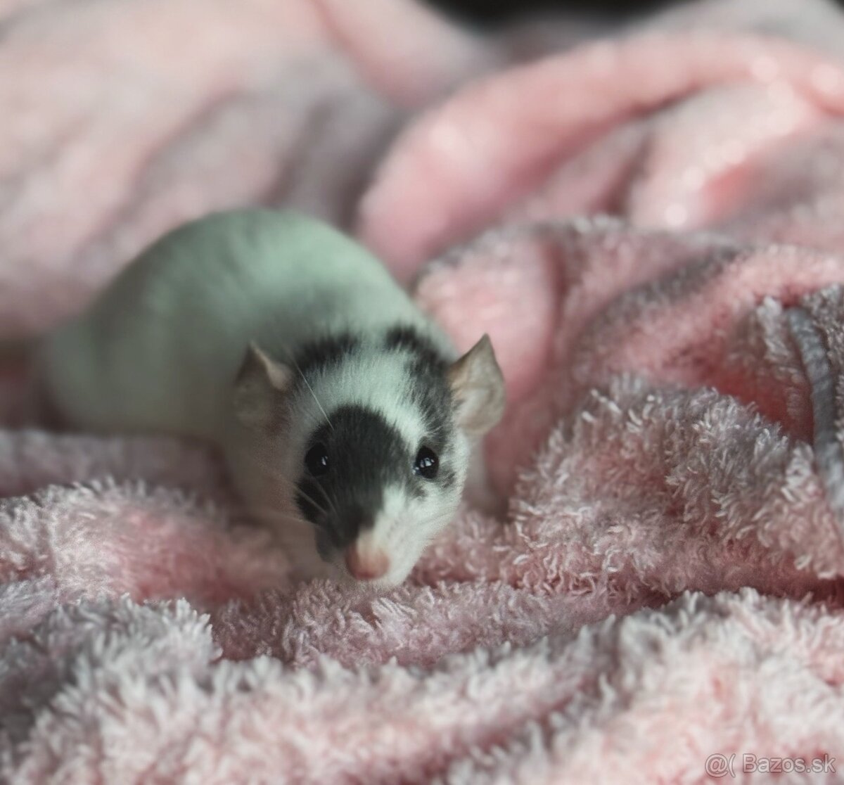 ♥︎ luxusné potkaníky ♥︎