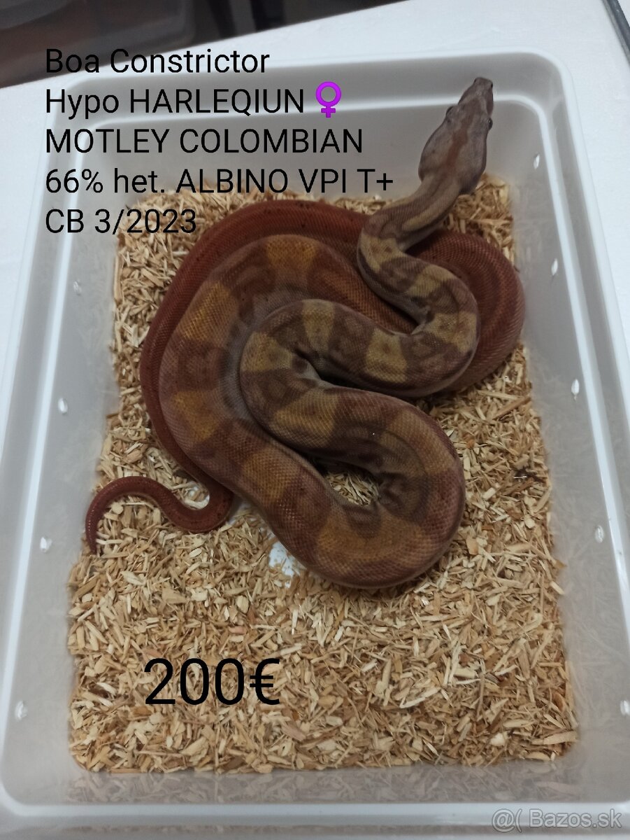 Boa Constrictor VPI T+