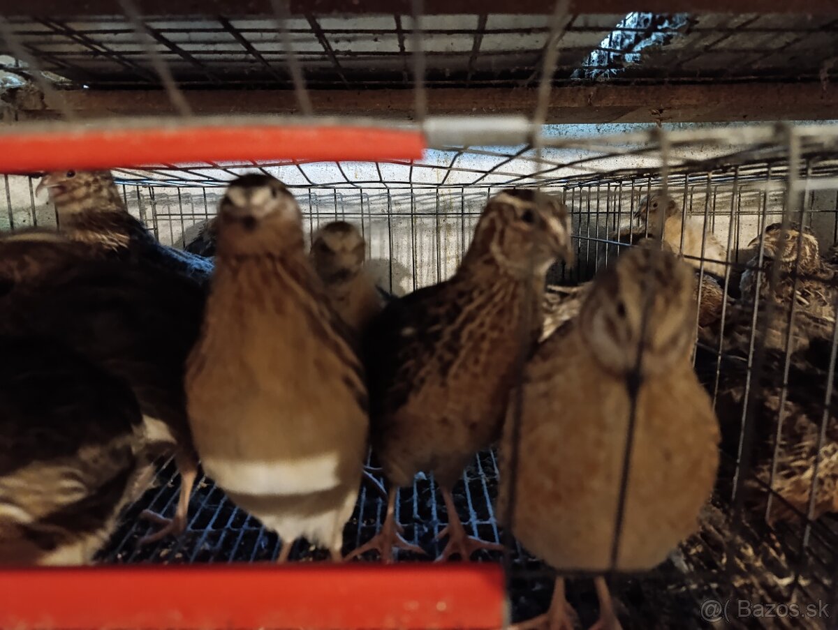 Kohút prepelic 1€ ks