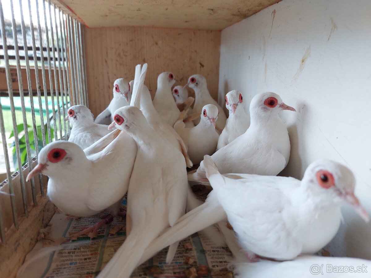 Holúbky diamantové