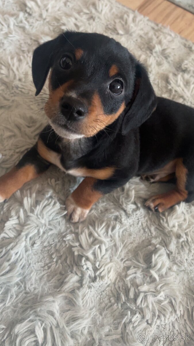 Jazvečík mesačný