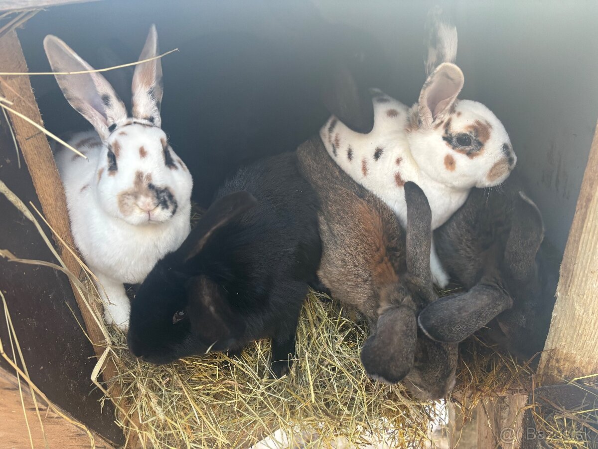 Predám mladé samice a samce