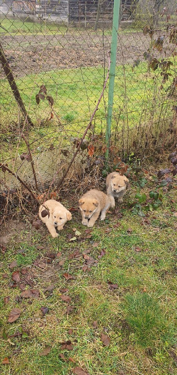 Krížene šteniatka zlaty retriever