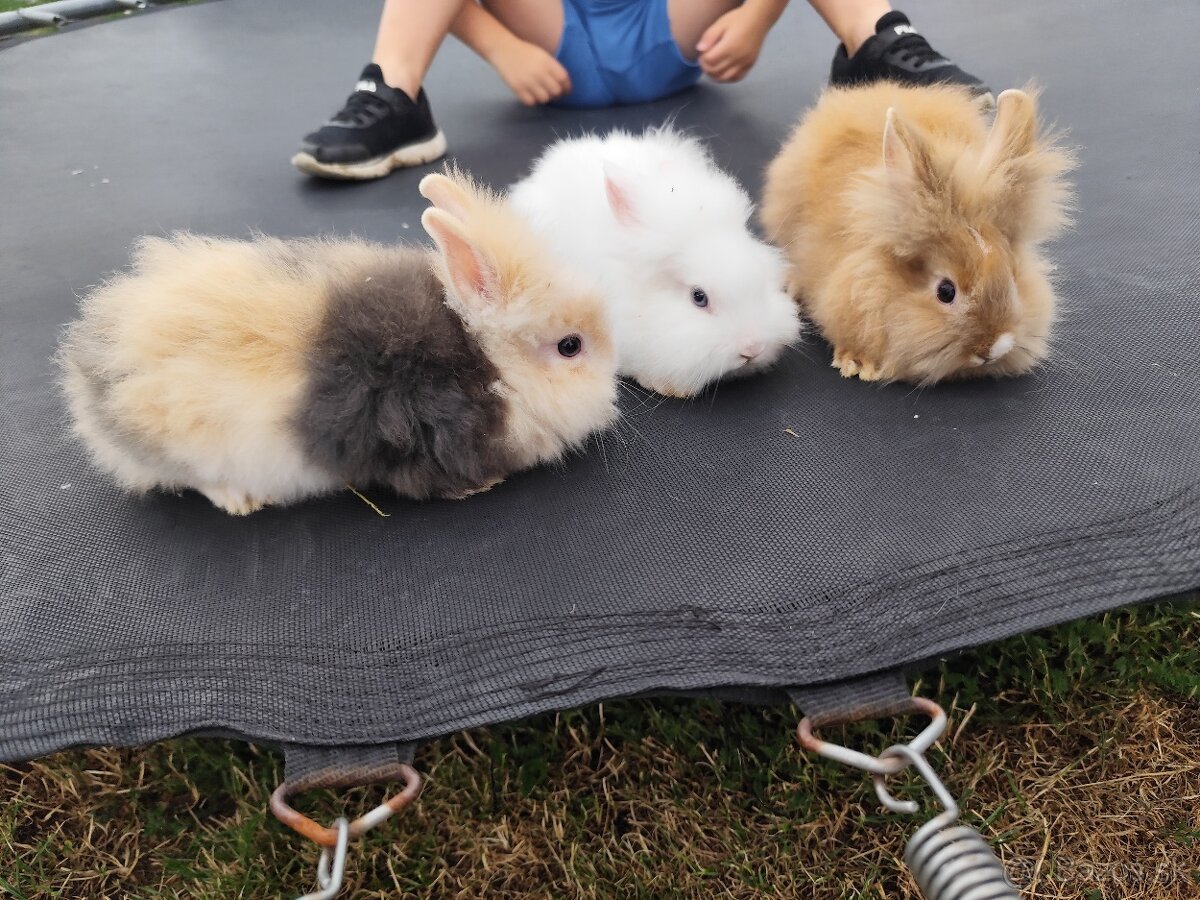 🐰 Predám zakrslé zajačiky
