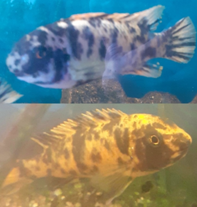 Cichlidky malawi