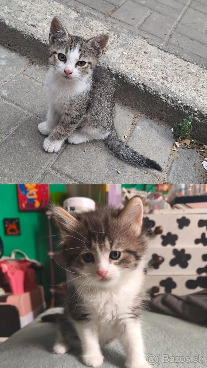 Darujem mačičku a kocúrka