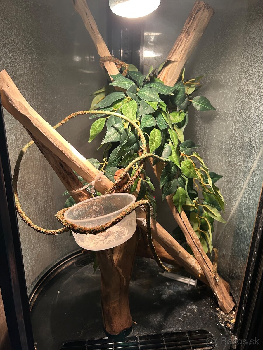 Terarium