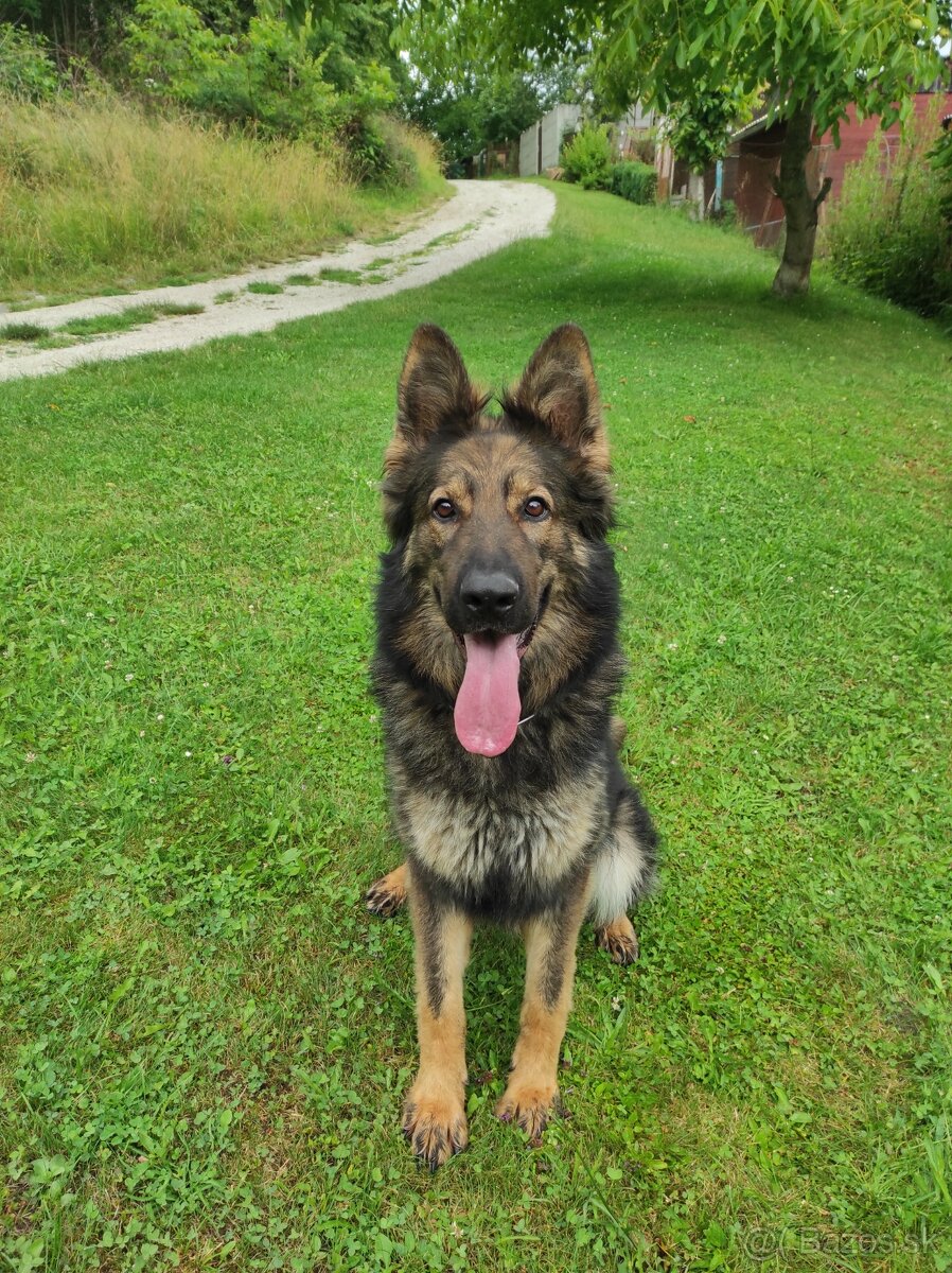 Nemecký ovčiak