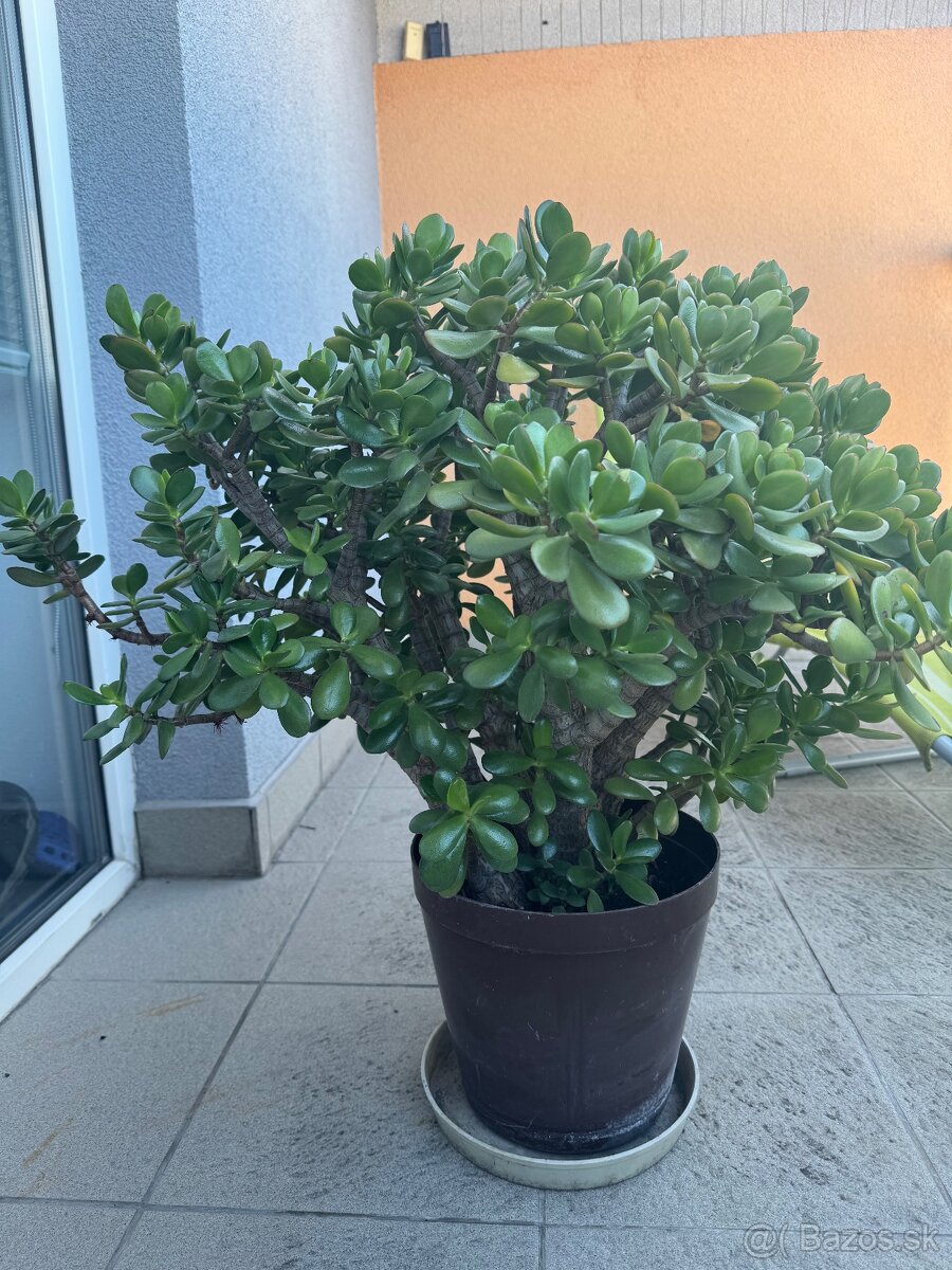Tucnolist - crassula ovata
