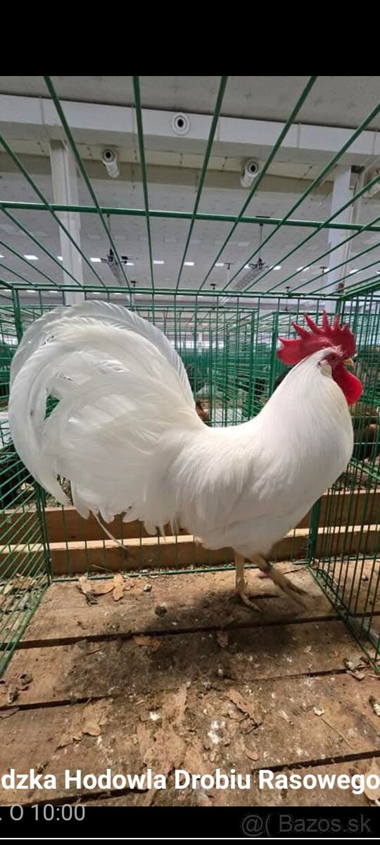 Kohút Leghorn