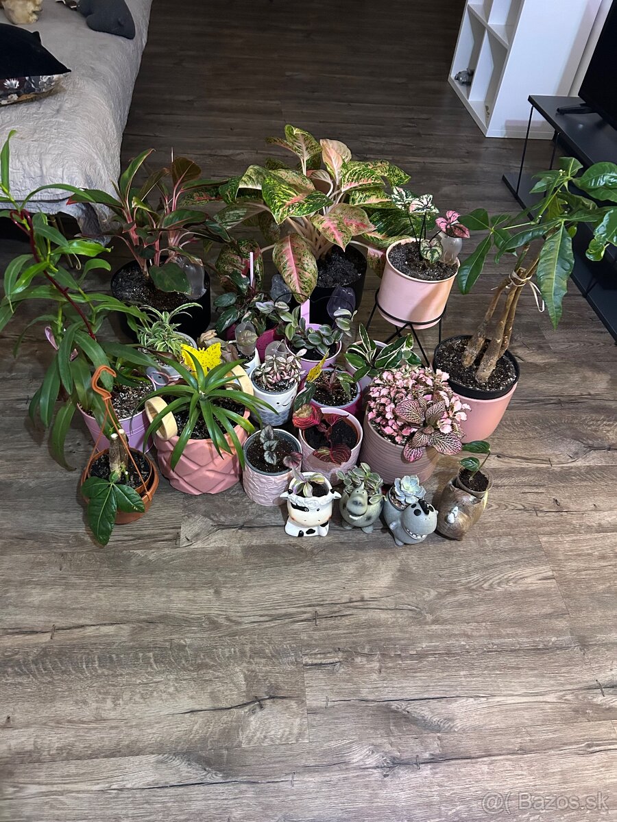 Zbierka izbových rastlín