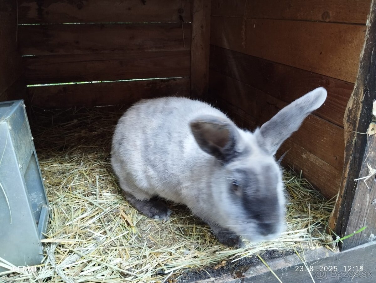 KUNI VEĽKÝ MODRÝ - samica