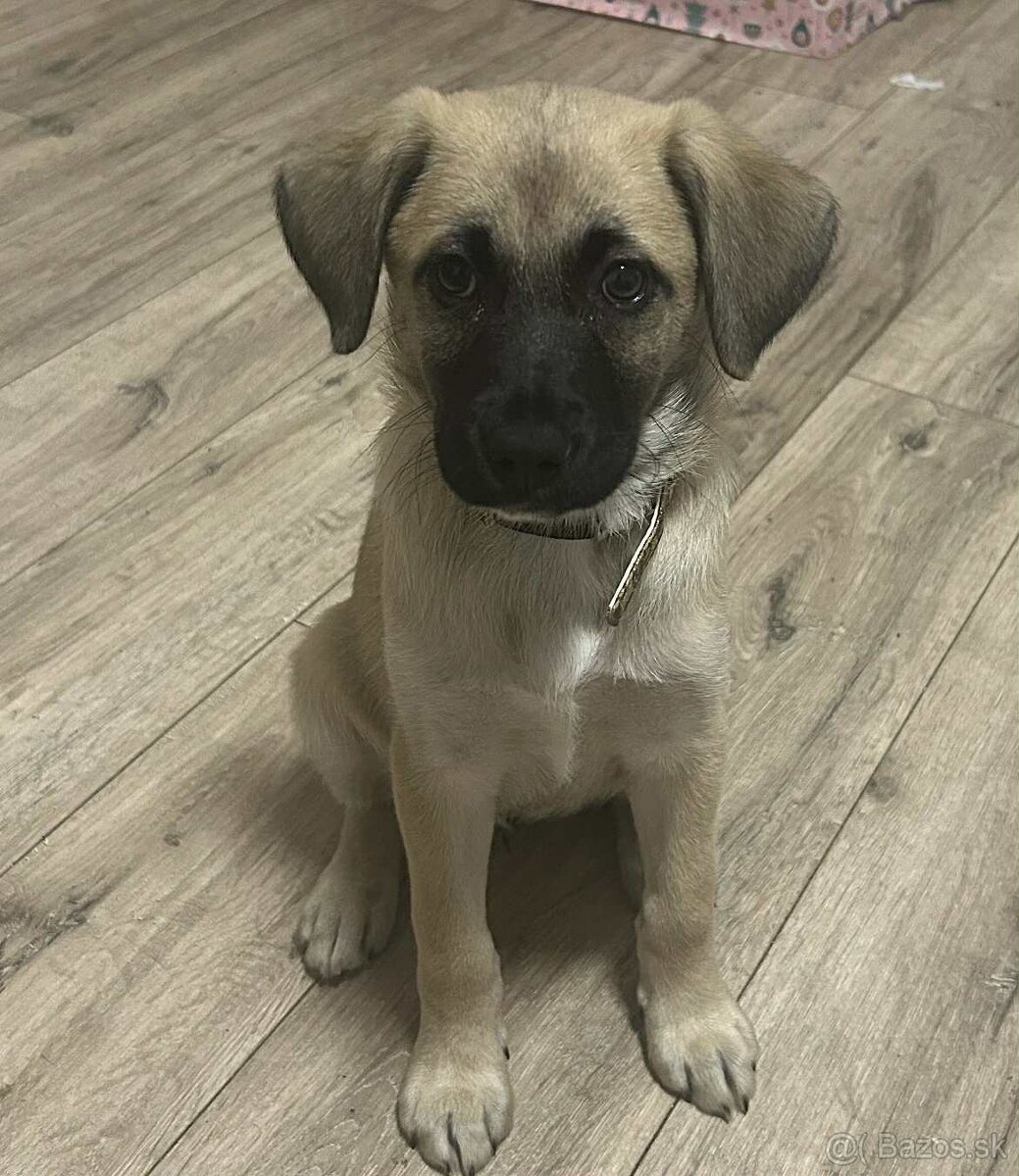 Nemecký ovčiak s labradorom