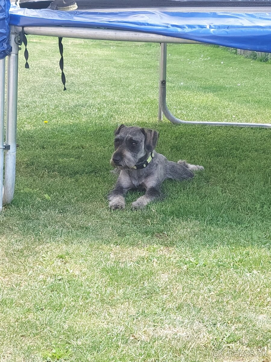 Bradac maly/farba korenie soľ